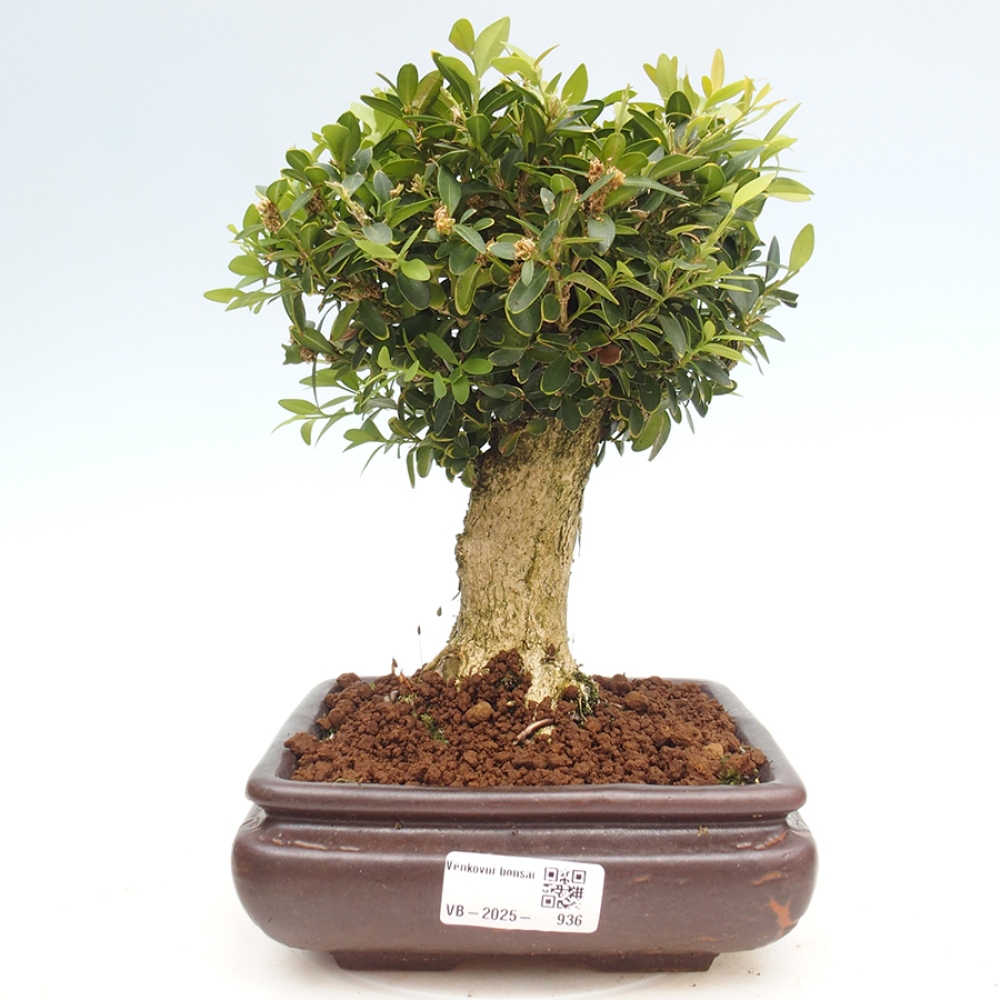 Venkovní bonsai - Buxus sempervirens - zimostráz