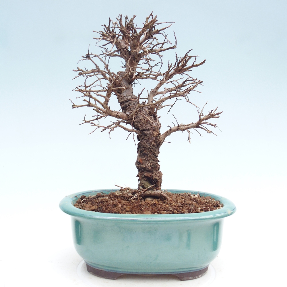 Venkovní bonsai - Zelkova - Zelkova NIRE