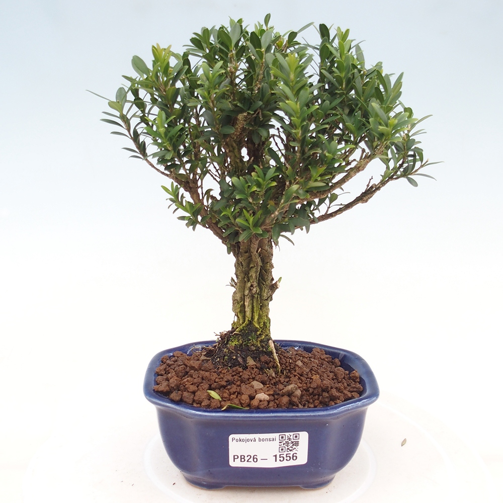 Pokojová bonsai - Buxus harlandii -korkový buxus