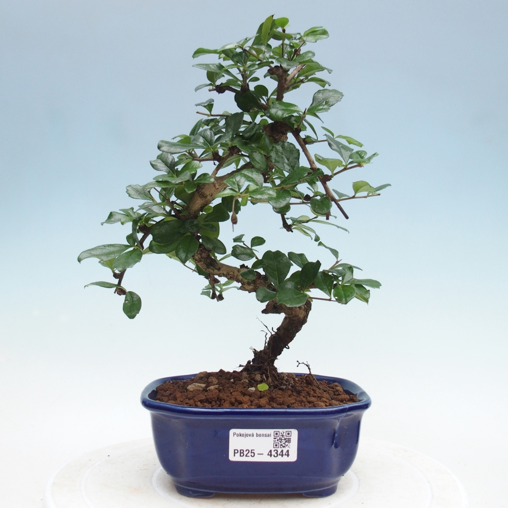 Pokojová bonsai - Carmona macrophylla - Čaj fuki