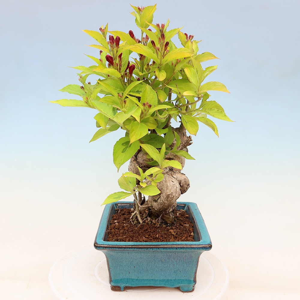 Venkovní bonsai - Weigela subsessilis - Vajgélie korejská