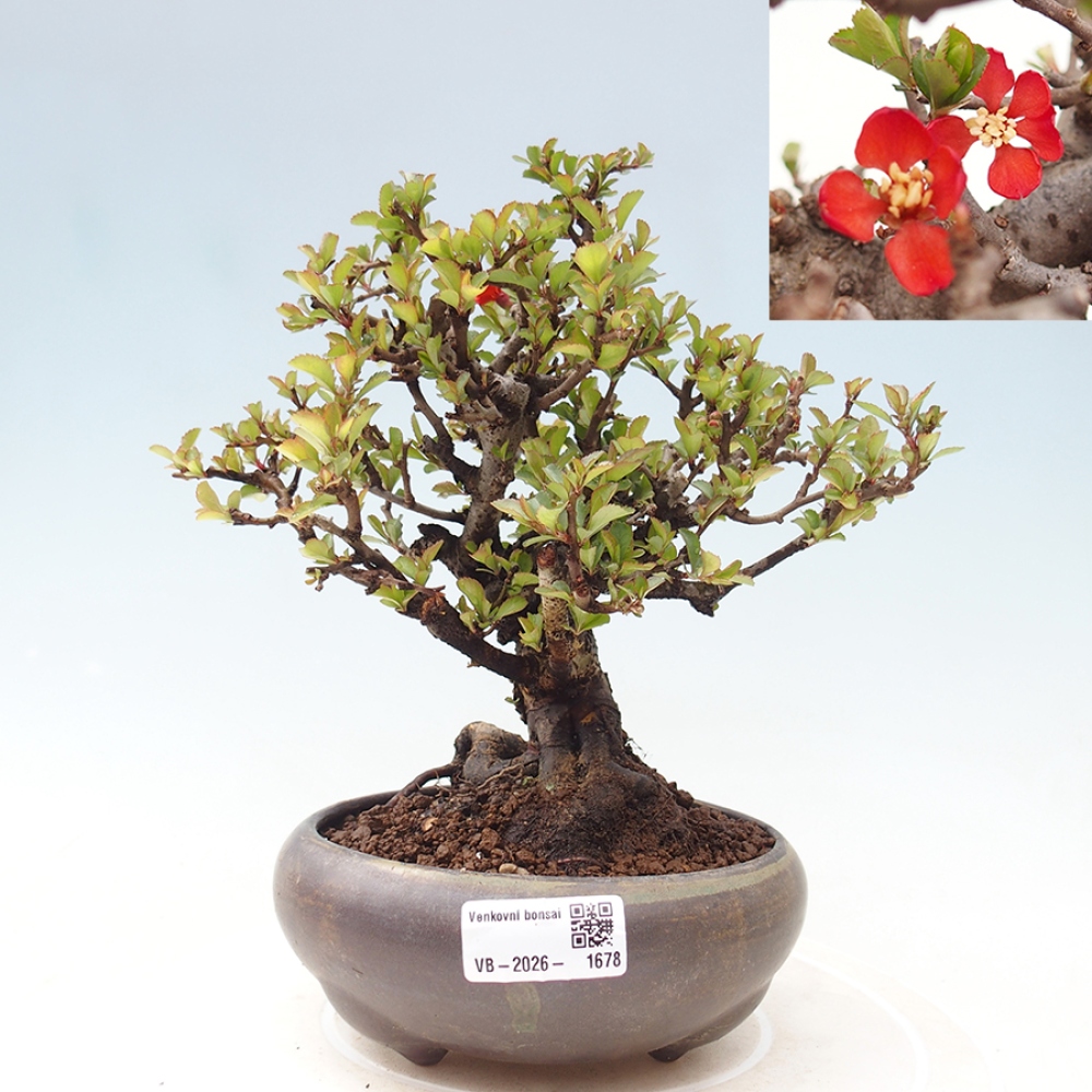 Venkovní  bonsai -  Chaneomeles speciosa - Kdoulovec ozdobný