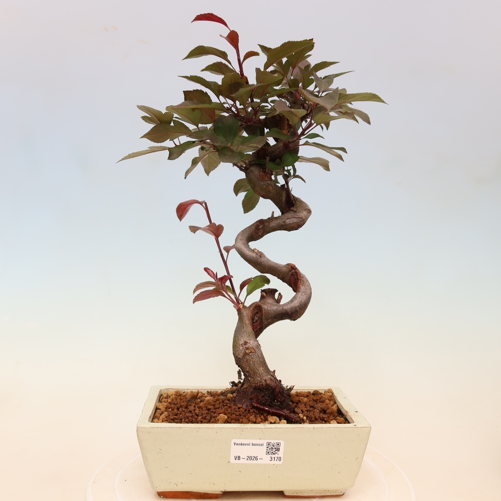 Venkovní bonsai -Malus domestica - Maloplodá jabloň červenolistá