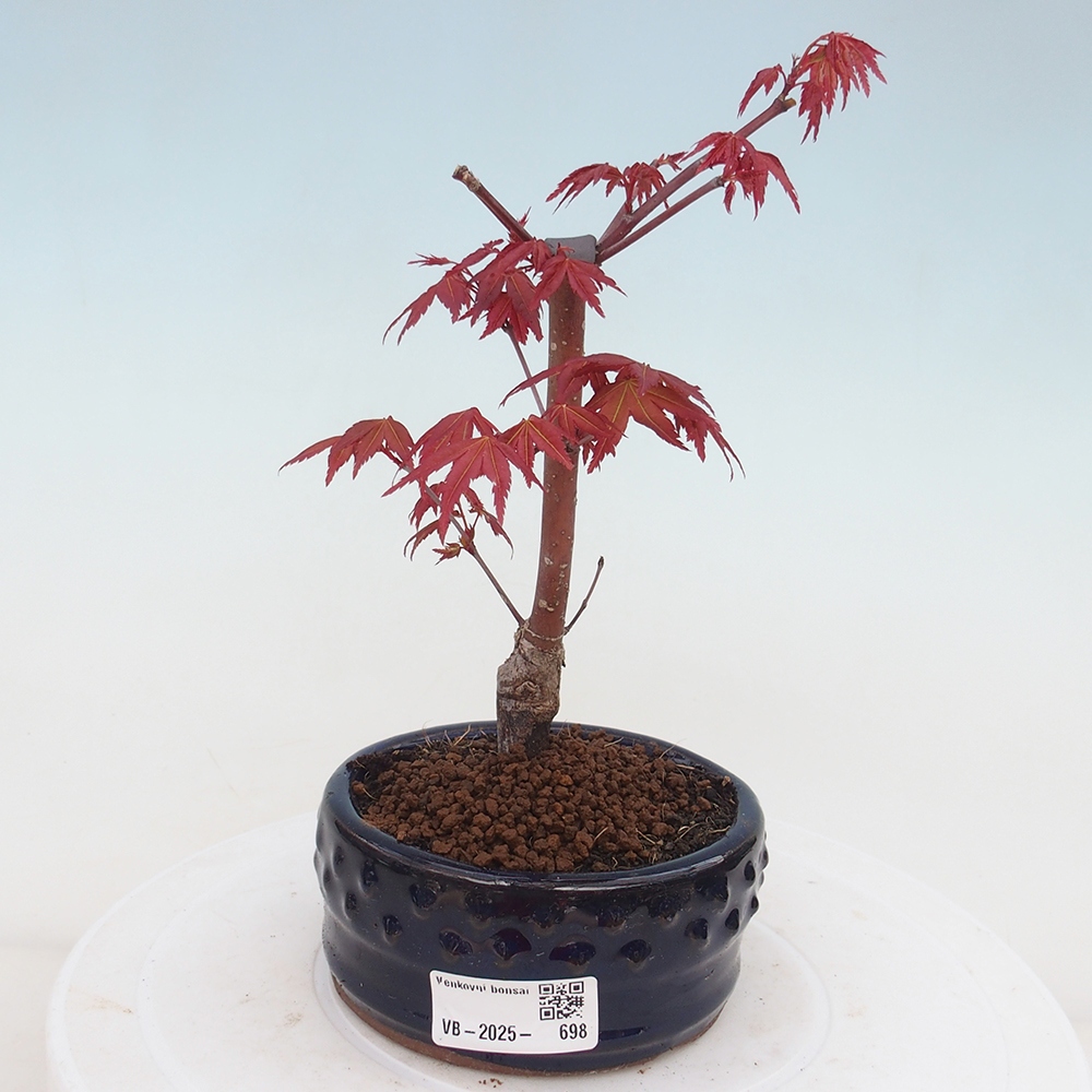 Venkovní bonsai - Javor dlanitolistý - Acer palmatum DESHOJO