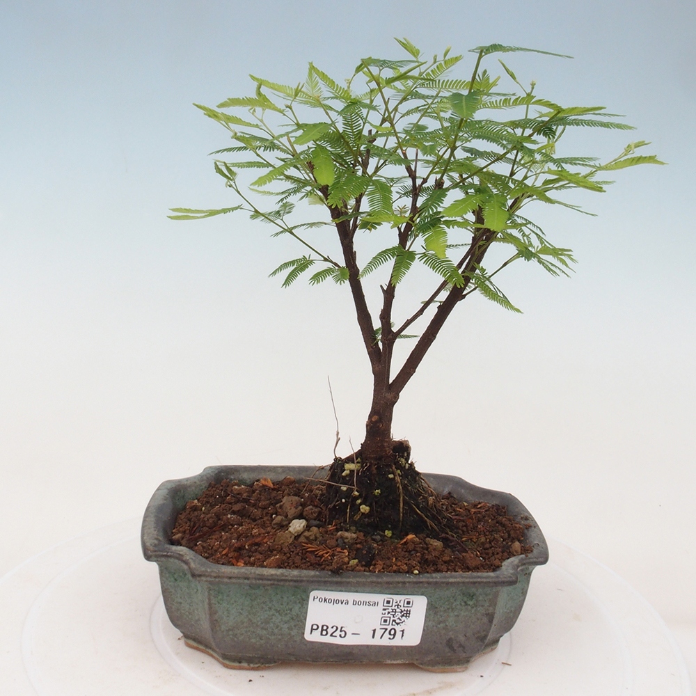 Pokojová bonsai-Calliandra surinamensis Dixie Pink - Kaliandra Suriámská
