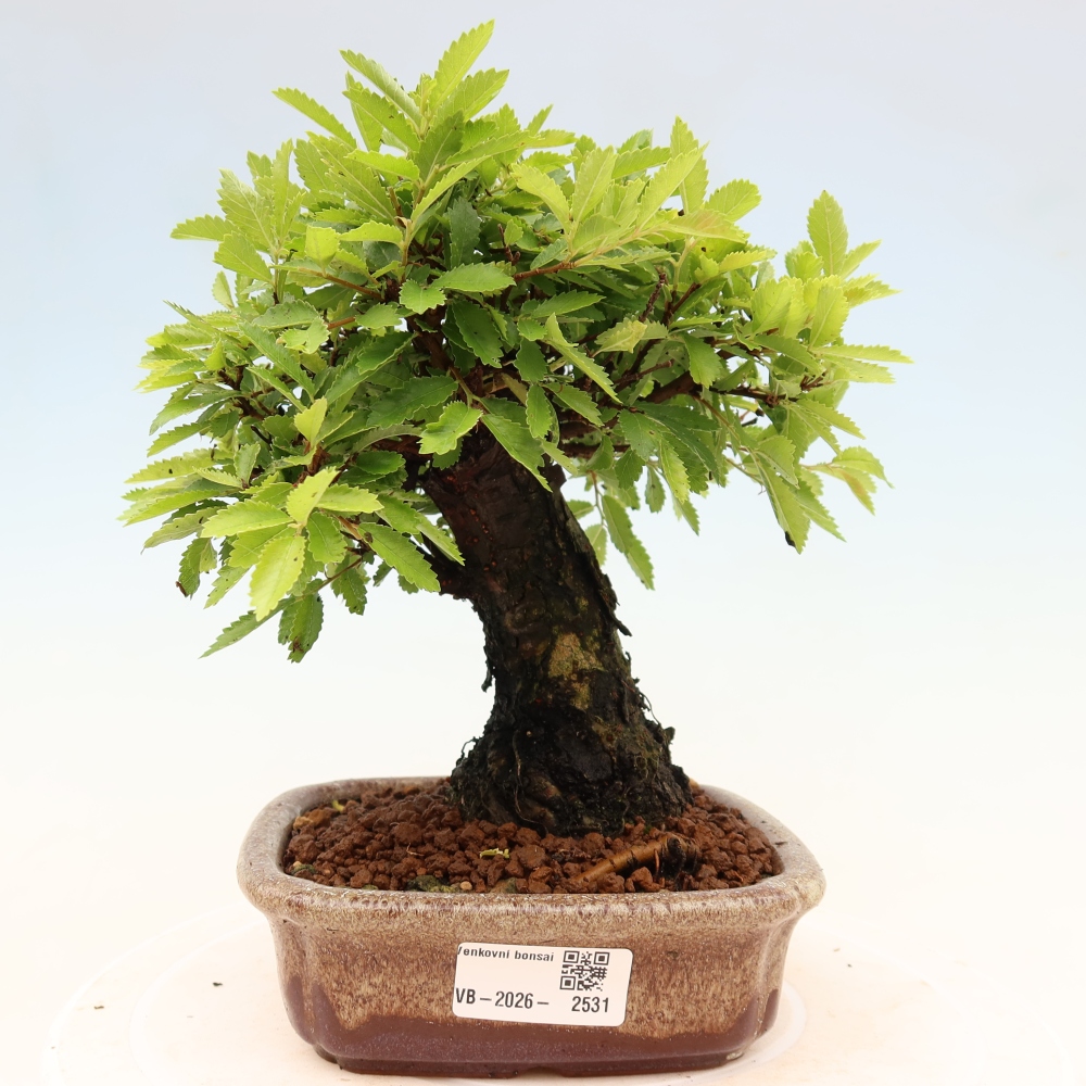 Venkovní bonsai - Zelkova - Zelkova NIRE