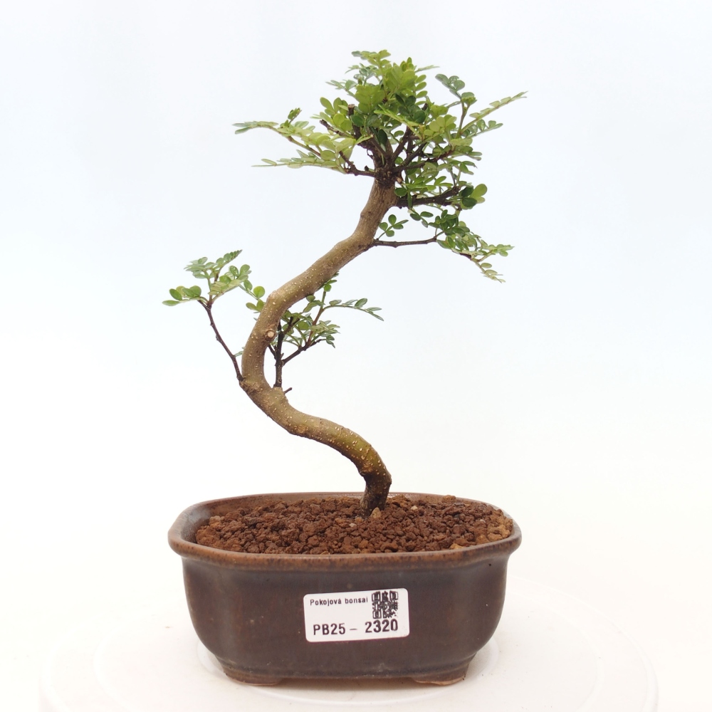 Pokojová bonsai - Zantoxylum piperitum - pepřovník