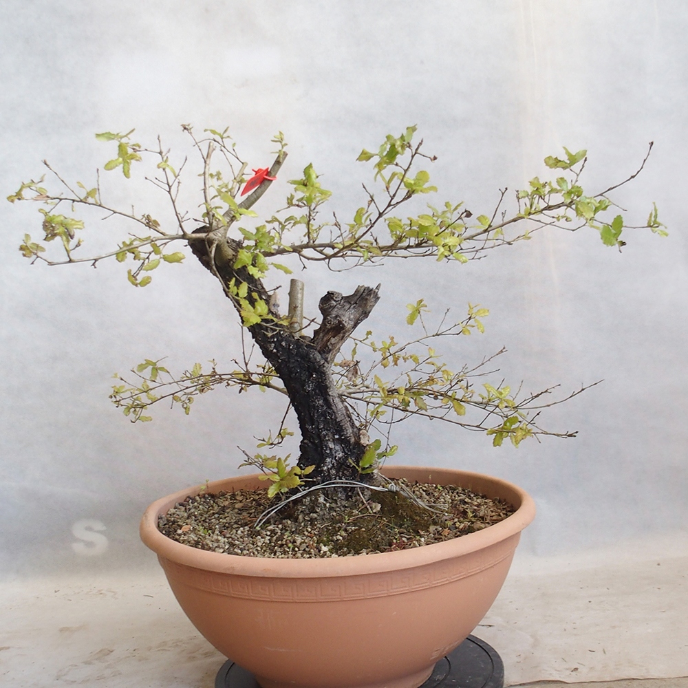 Venkovní bonsai Quercus Cerris - Dub Cer