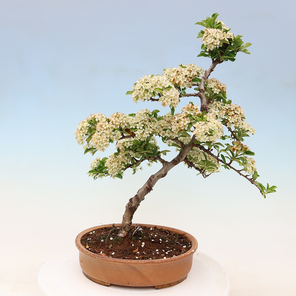 Venkovní bonsai - Pyracantha teton - Hlohyně šarlatová