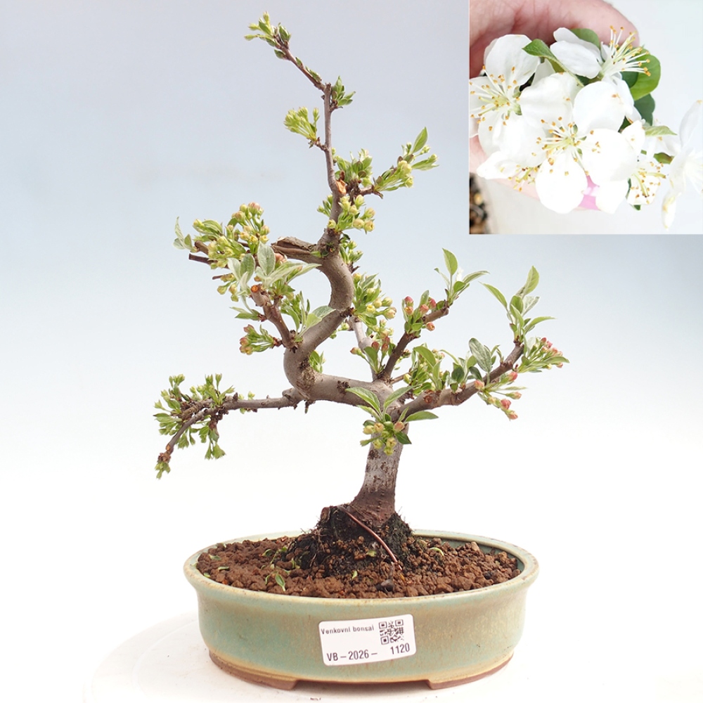 Venkovní bonsai - Malus sargentii -  Maloplodá jabloň