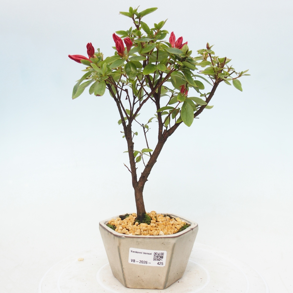 Venkovní bonsai - Japonská azalka - Azalea sp.