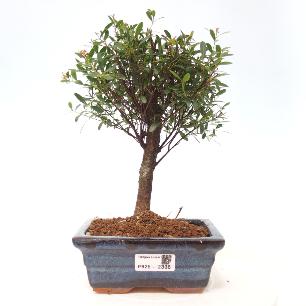 Pokojová bonsai - Syzygium - Pimentovník