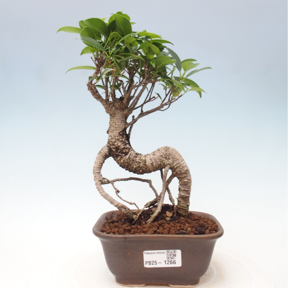 Pokojová bonsai - Ficus retusa -  malolistý fíkus