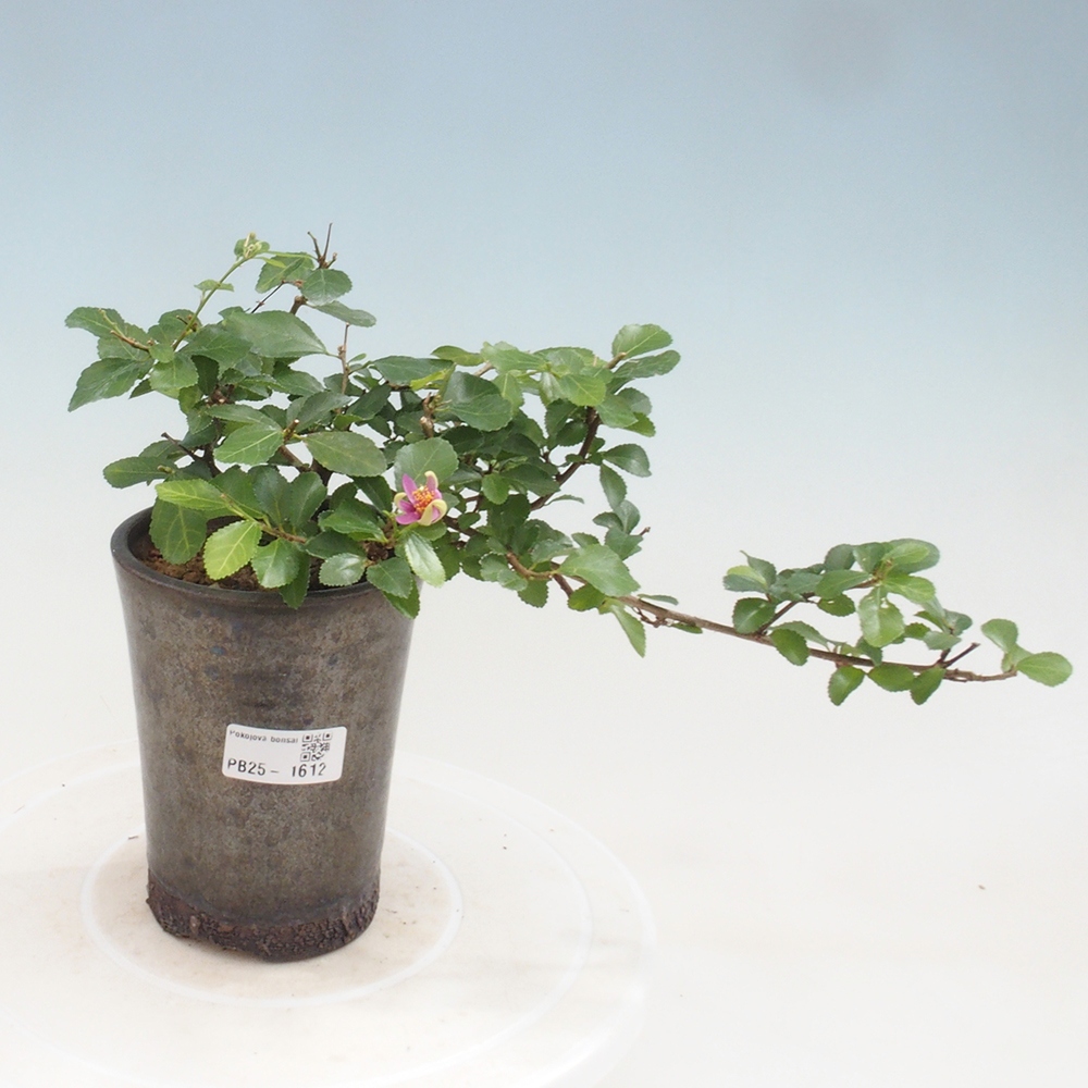 Pokojová bonsai - Grewia occidentalis - Hvězdice levandulová
