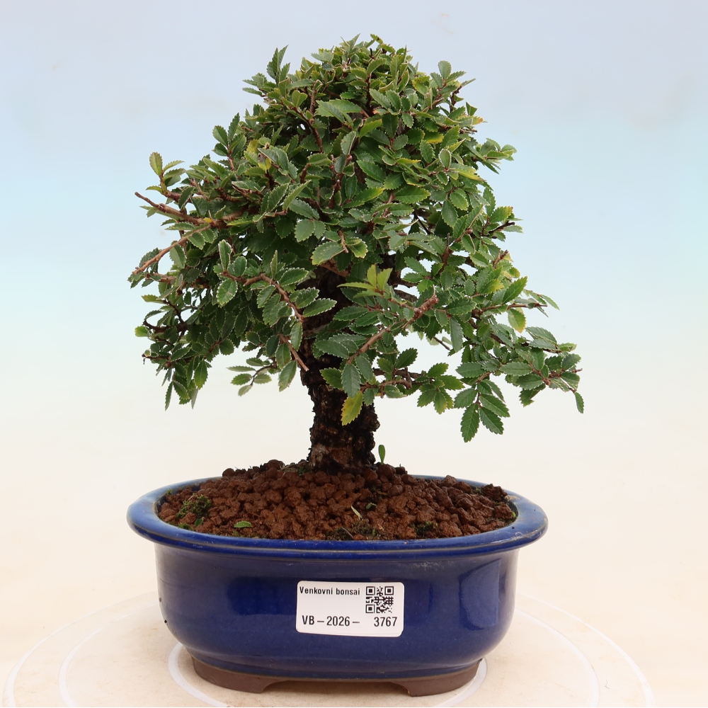 Venkovní bonsai - Zelkova - Zelkova NIRE