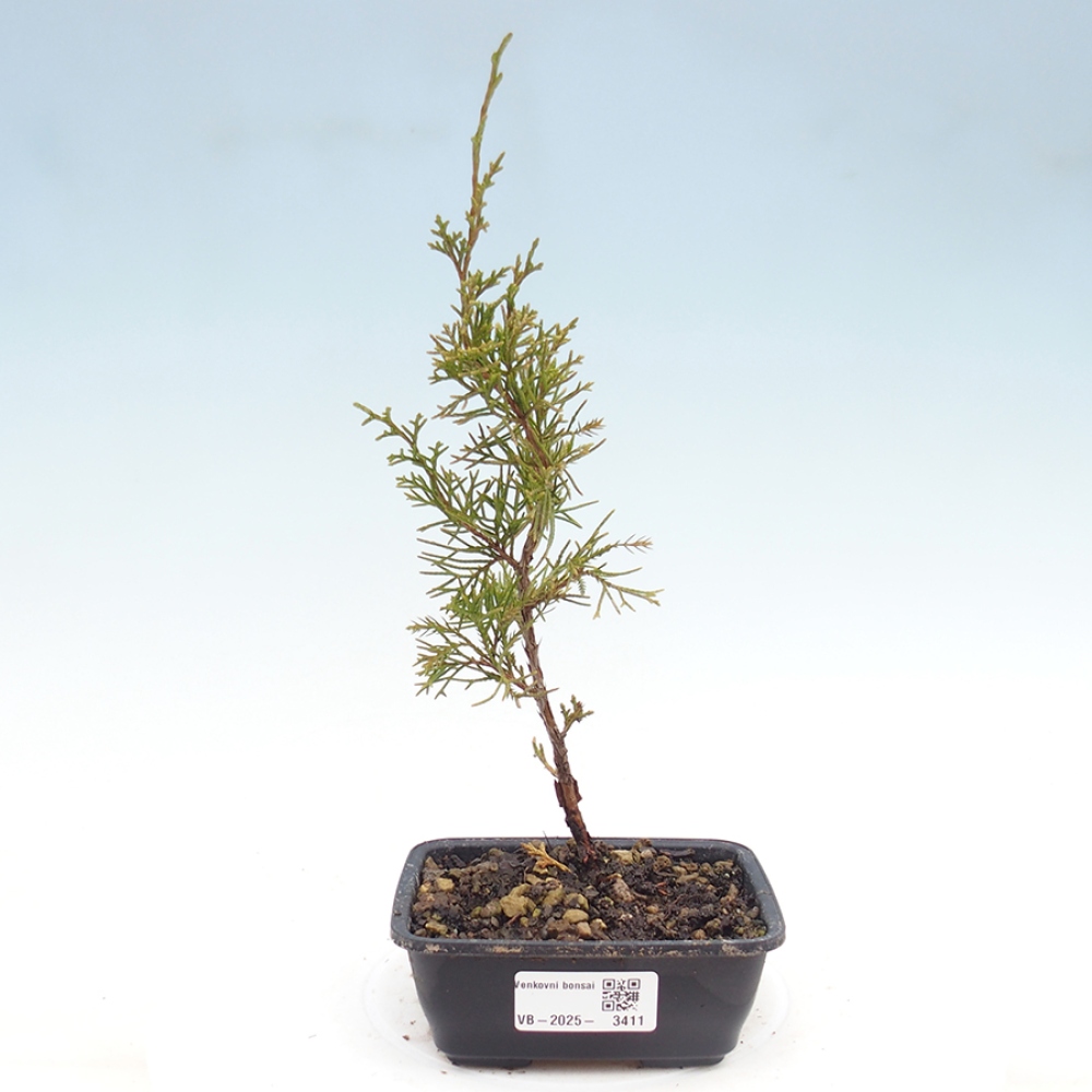 Venkovní bonsai - Juniperus chinensis Itoigawa -Jalovec čínský