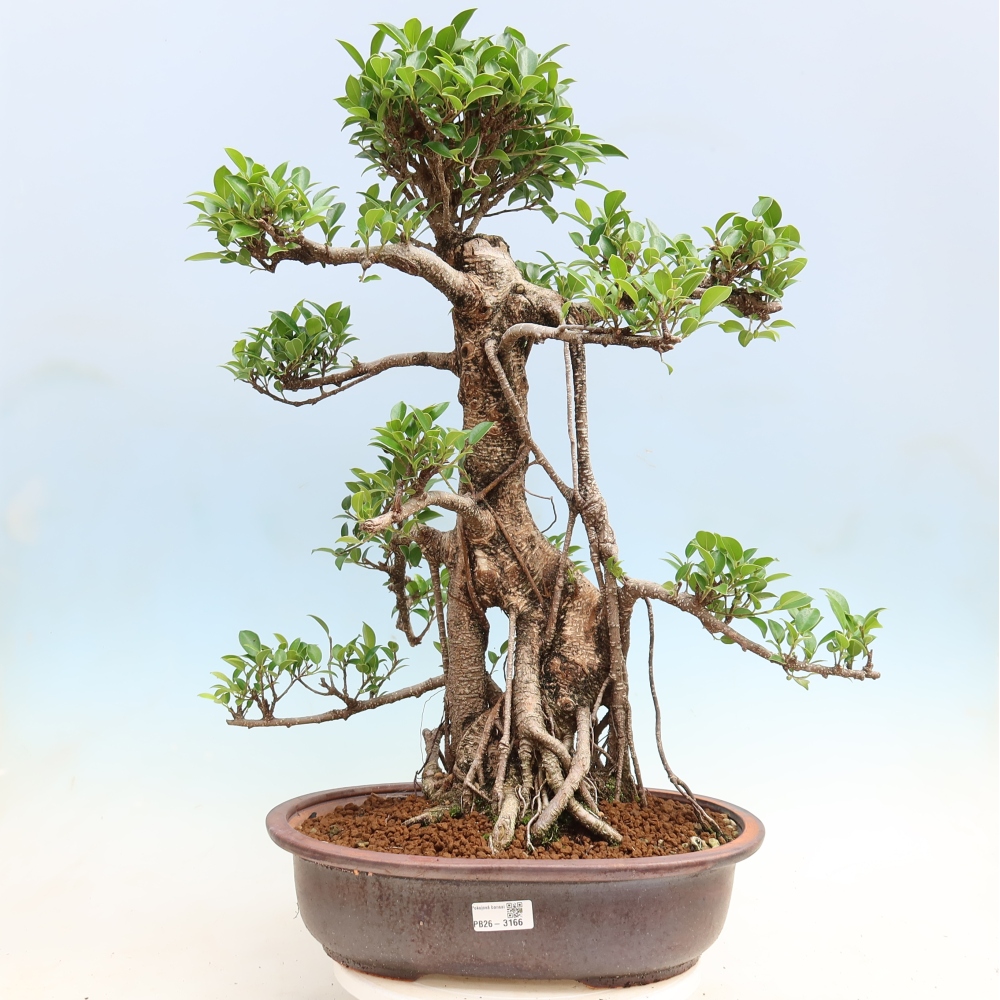 Pokojová bonsai - Ficus kimmen -  malolistý fíkus