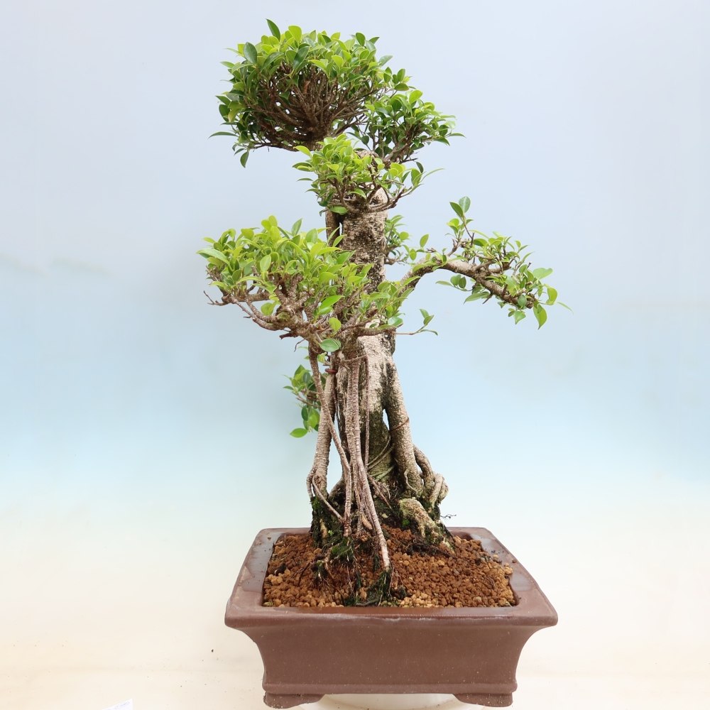 Pokojová bonsai - Ficus kimmen -  malolistý fíkus