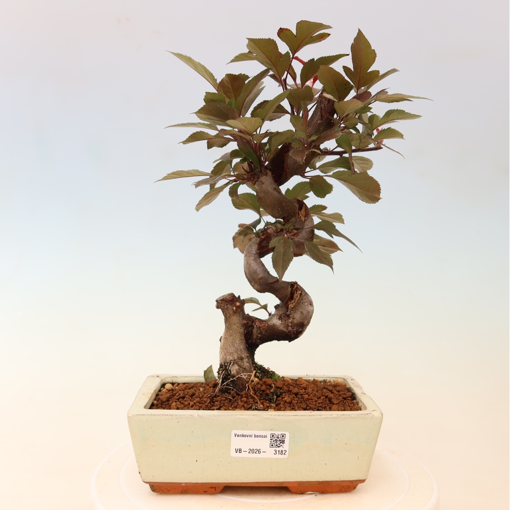 Venkovní bonsai -Malus domestica - Maloplodá jabloň červenolistá