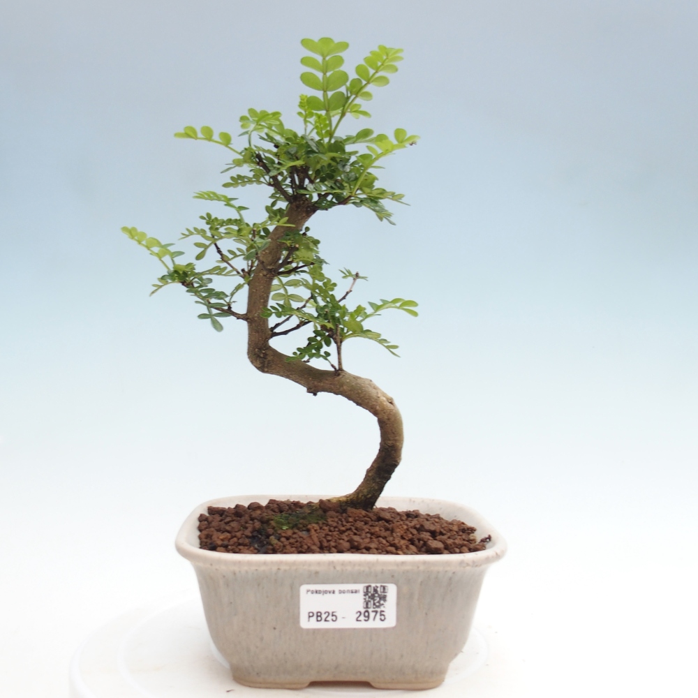 Pokojová bonsai - Zantoxylum piperitum - pepřovník