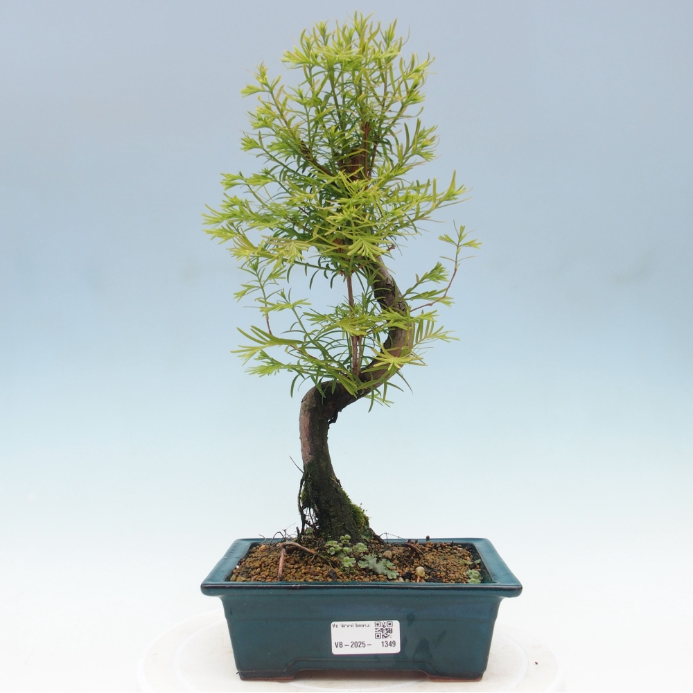 Venkovní bonsai - Metasequoia glyptostroboides - Metasekvoje čínská