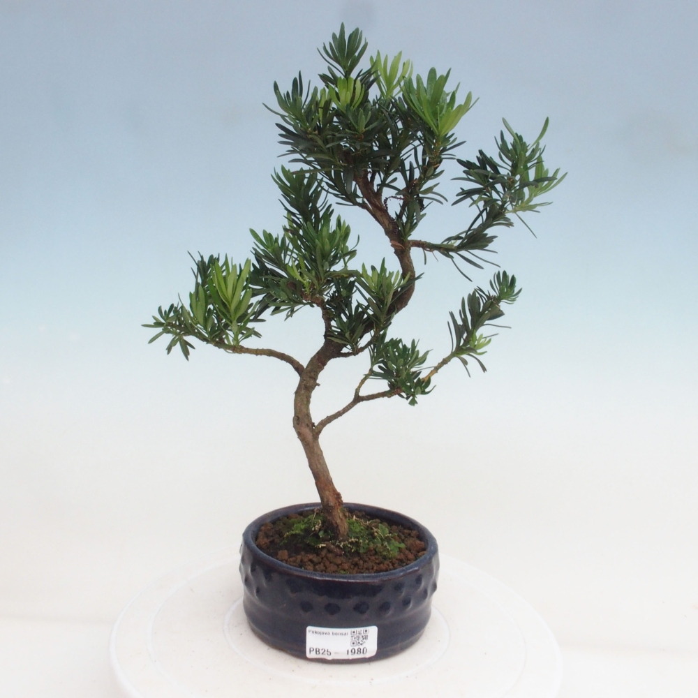 Pokojová bonsai - Podocarpus - Kamenný tis