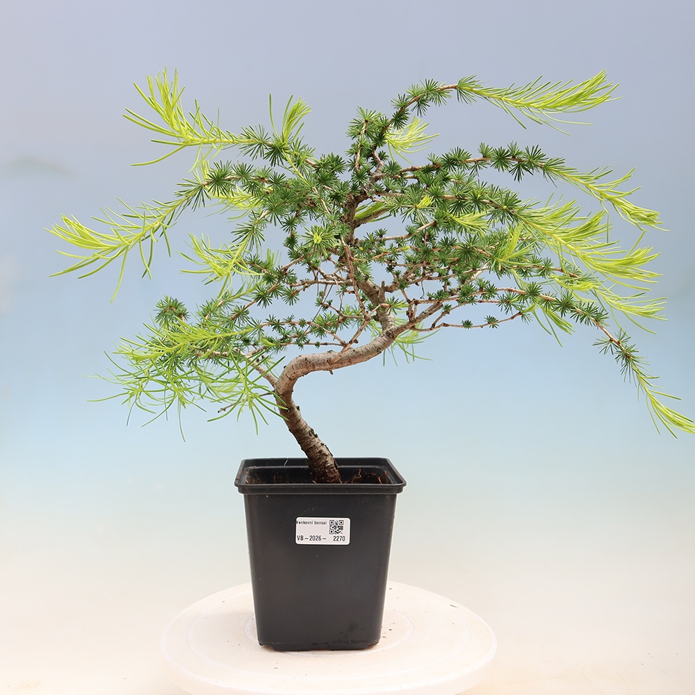 Venkovní bonsai -Larix decidua - Modřín opadavý 