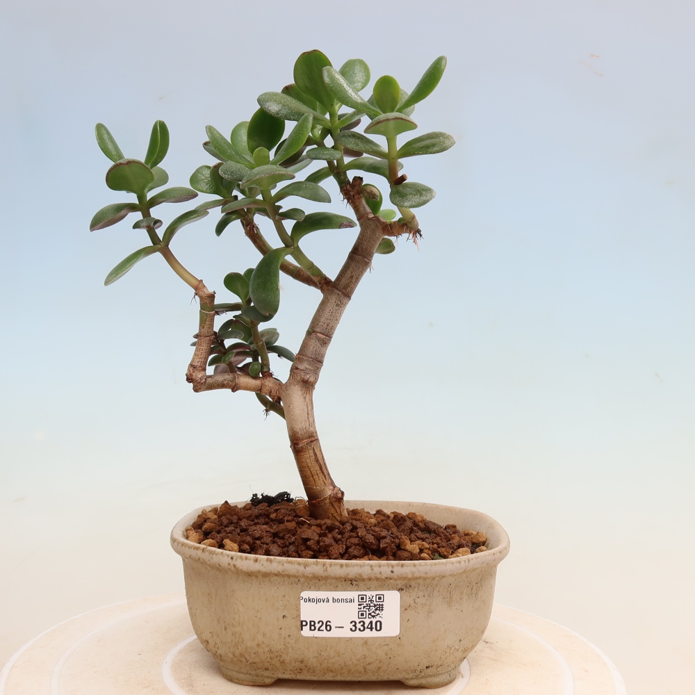 Pokojová bonsai - Tlustice vejčitá - Crassula ovata