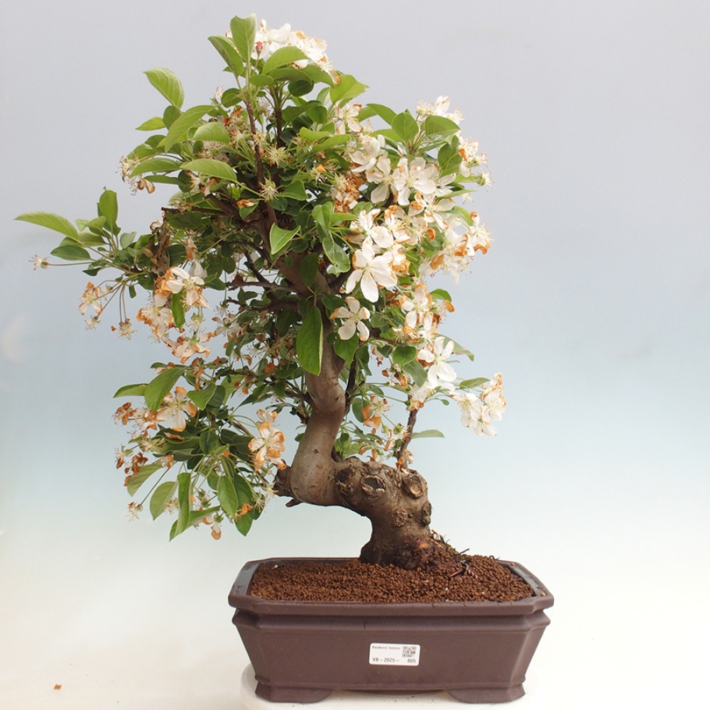 Venkovní bonsai -Malus halliana - Maloplodá jabloň