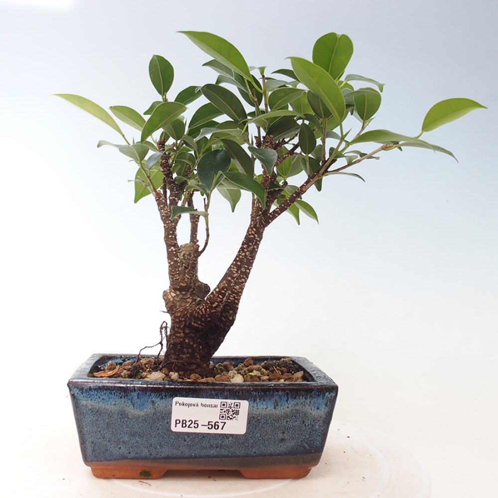 Pokojová bonsai - Ficus retusa -  malolistý fíkus