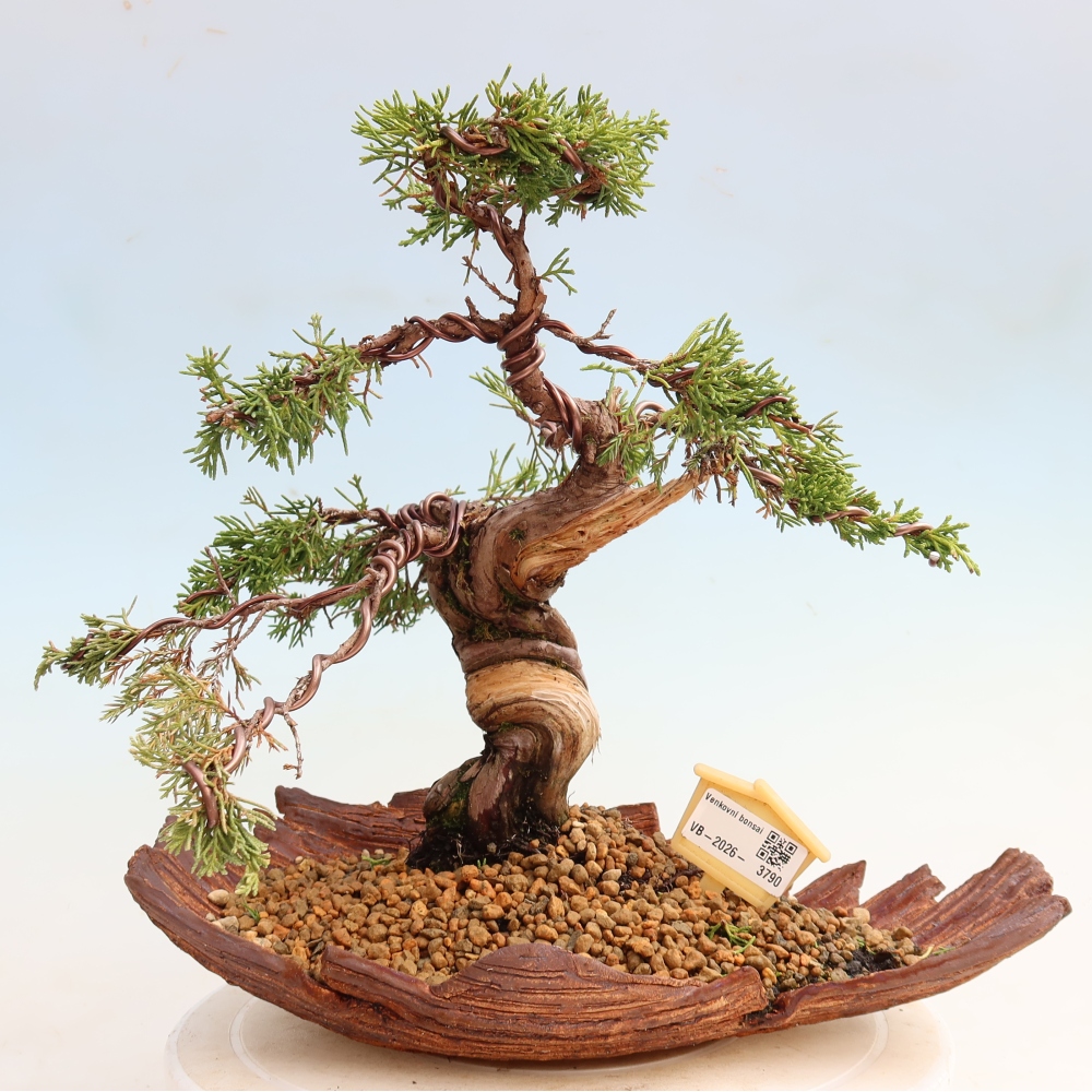 Venkovní bonsai - Juniperus chinensis Itoigawa-Jalovec čínský