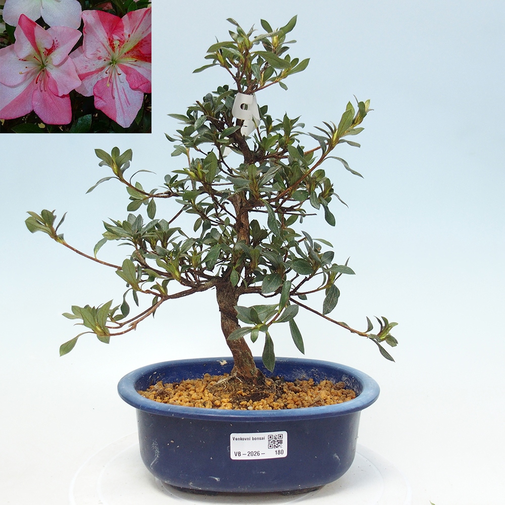 Venkovní bonsai - Japonská azalka - Azalea Shinsei