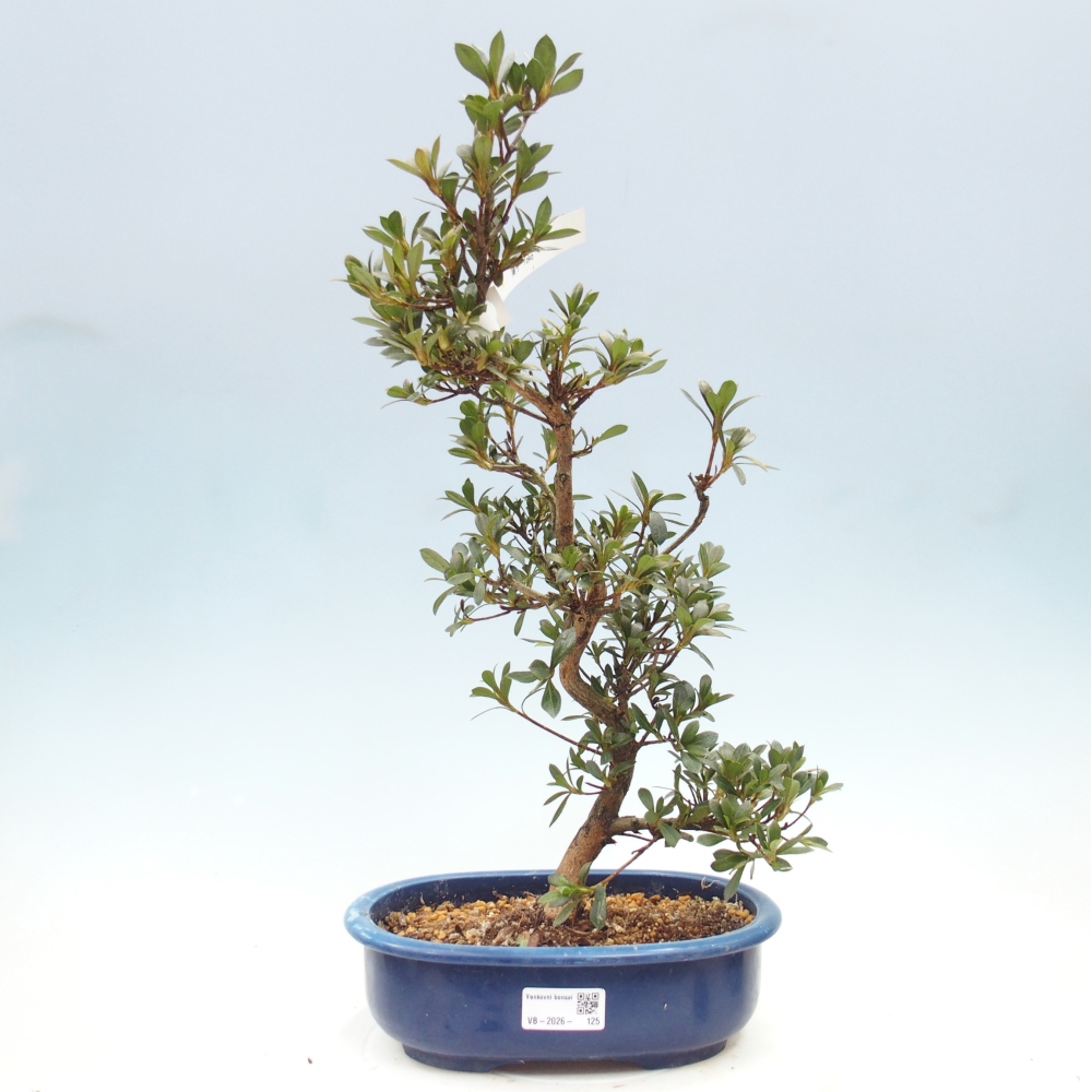 Venkovní bonsai - Japonská azalka - Azalea Yoko