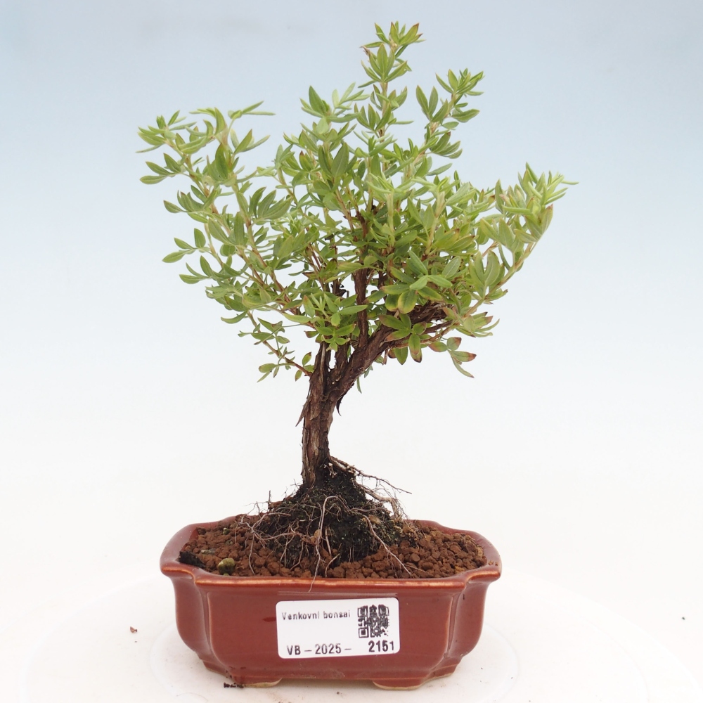Venkovní bonsai-Mochna křovitá - potentila fruticosa yellow Bird