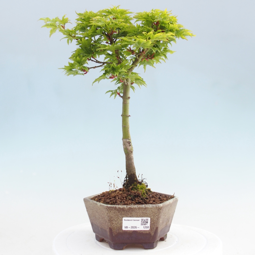 Venkovní bonsai -Javor dlanitolistý Acer palmatum Shishigashira