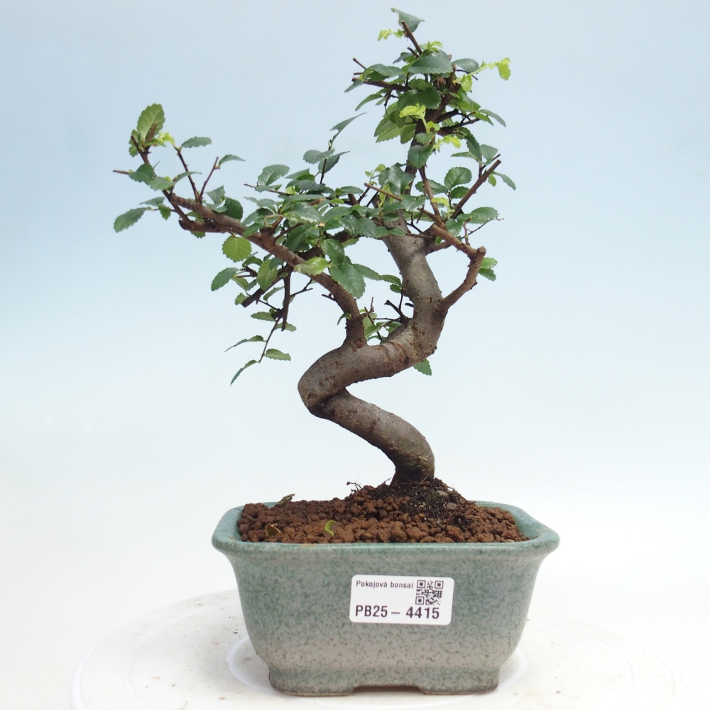Pokojová bonsai - Ulmus parvifolia - Malolistý jilm