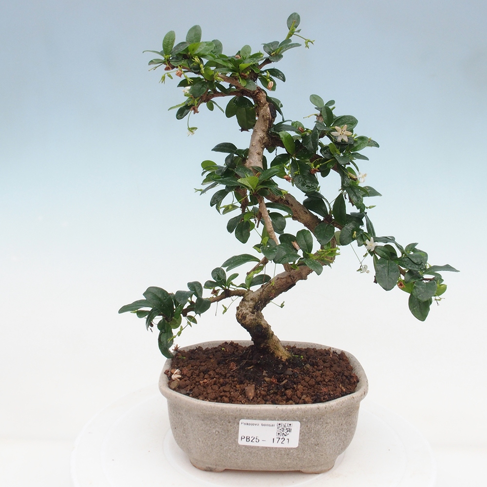 Pokojová bonsai - Carmona macrophylla - Čaj fuki