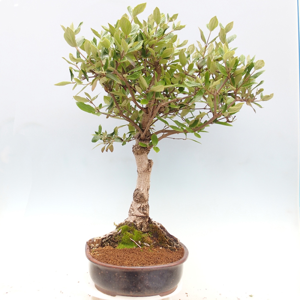 Venkovní bonsai-Kalina Bodnanská - Viburum carlesii hemsi