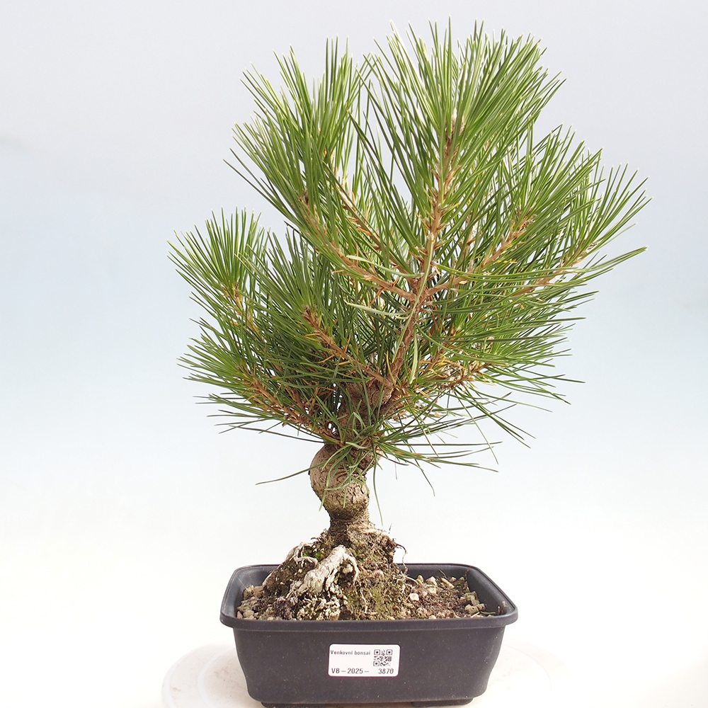 Venkovní bonsai - Pinus thunbergii - Borovice thunbergova