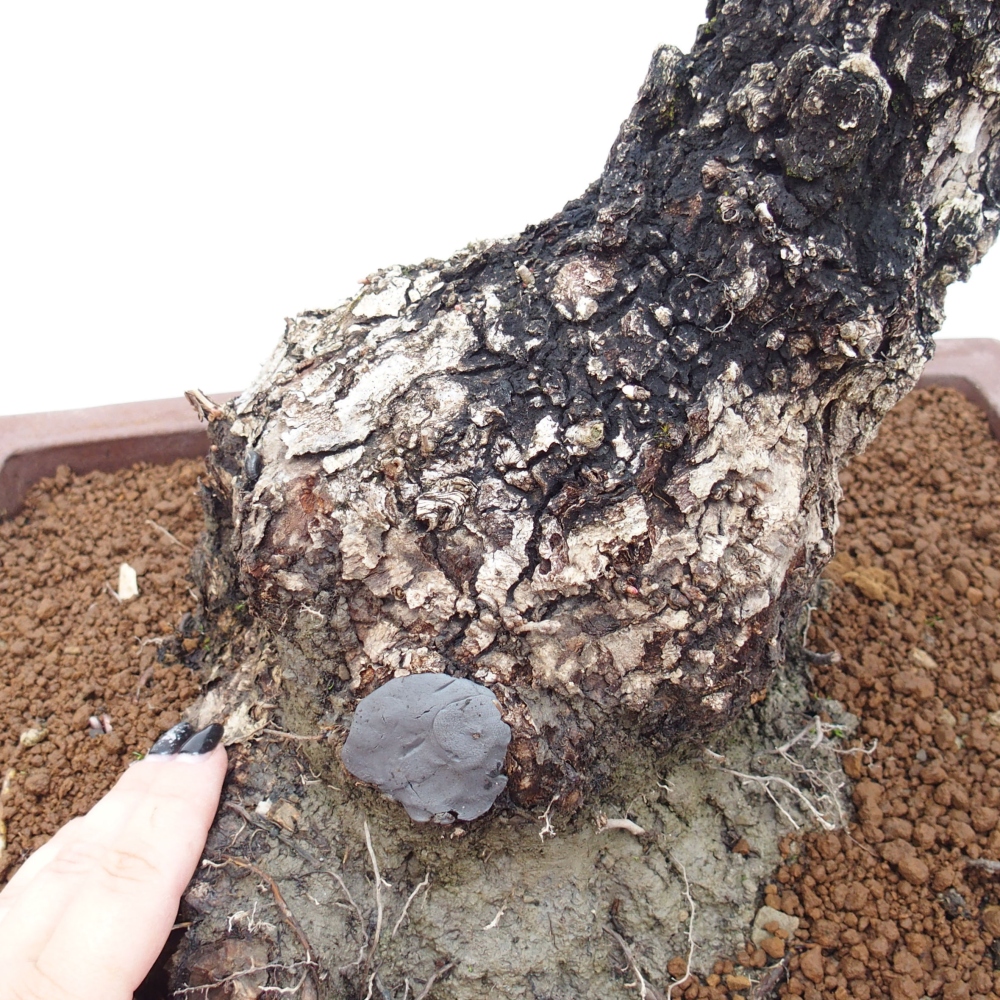Yamadori - Quercus Ilex -Dub cesmínovitý