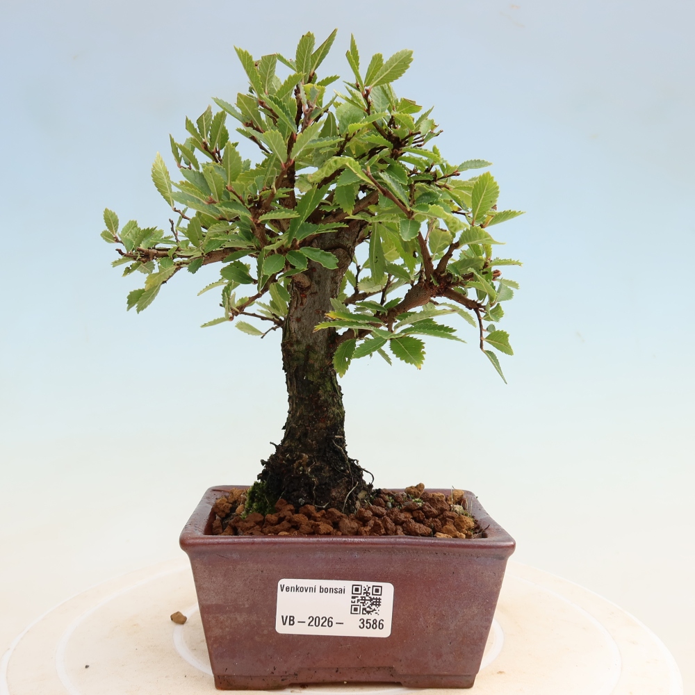 Venkovní bonsai - Zelkova - Zelkova NIRE