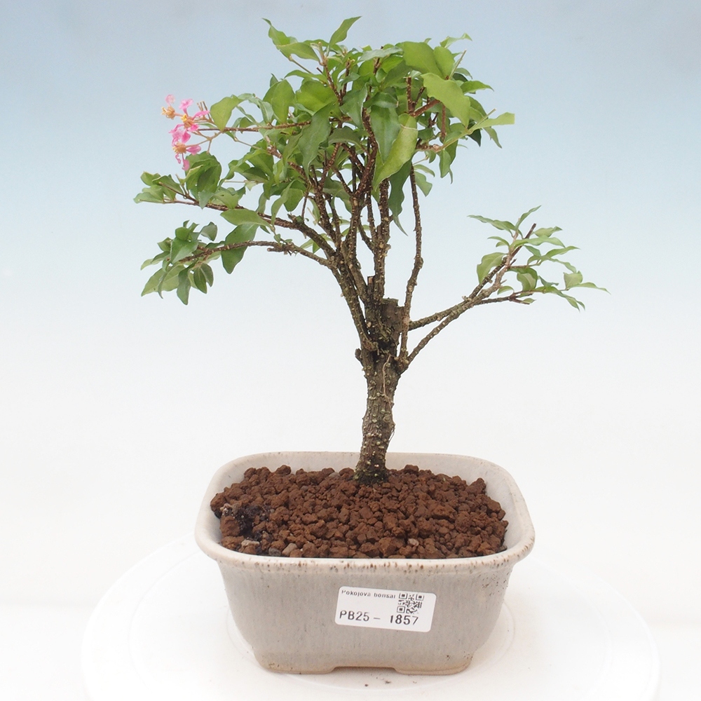 Pokojová bonsai - Malpighia coccigera- Barbdorská třešeň