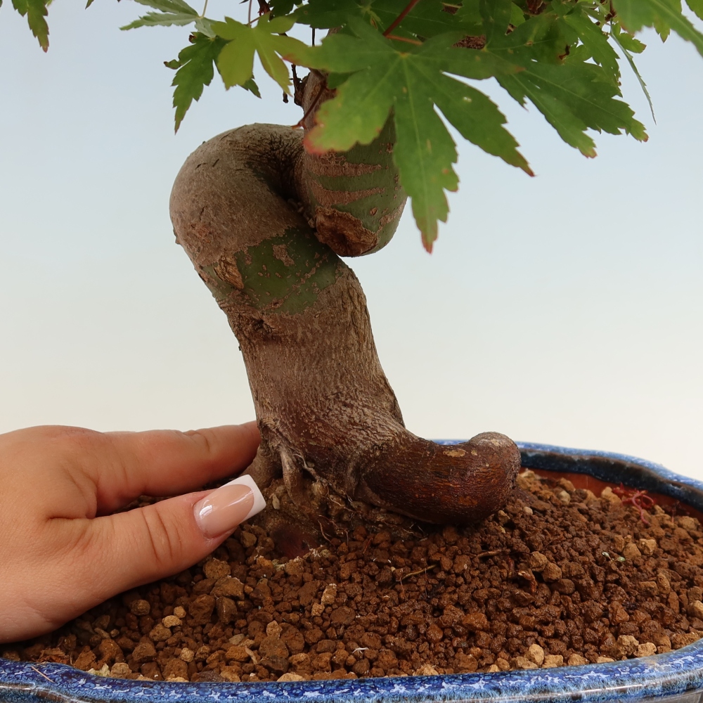 Venkovní bonsai - Javor Burgerův - Acer Burgerianum 