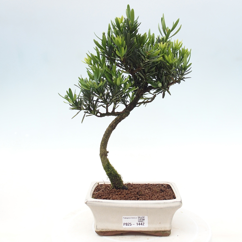 Pokojová bonsai - Podocarpus - Kamenný tis