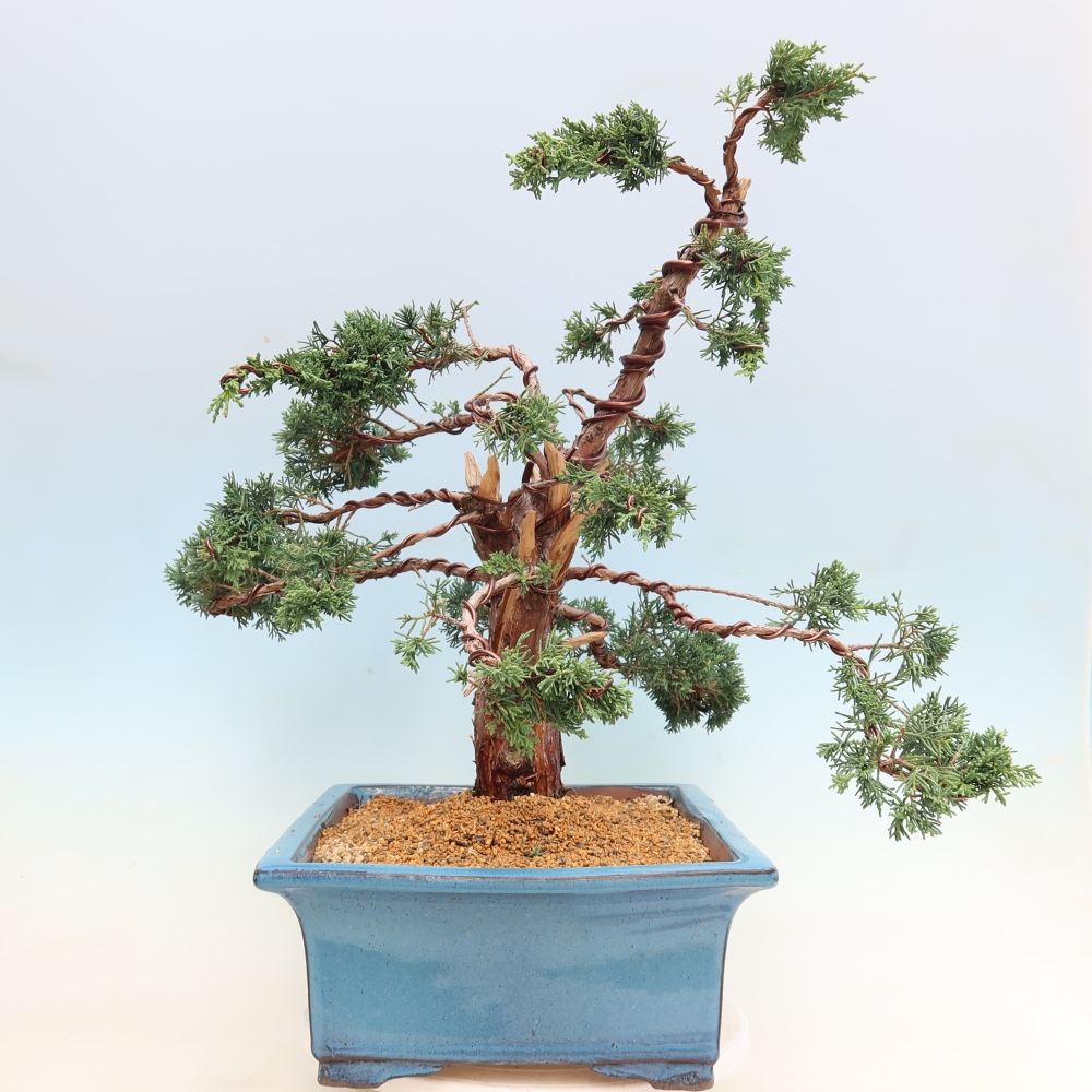 Venkovní bonsai - Juniperus chinensis Kishu -Jalovec čínský