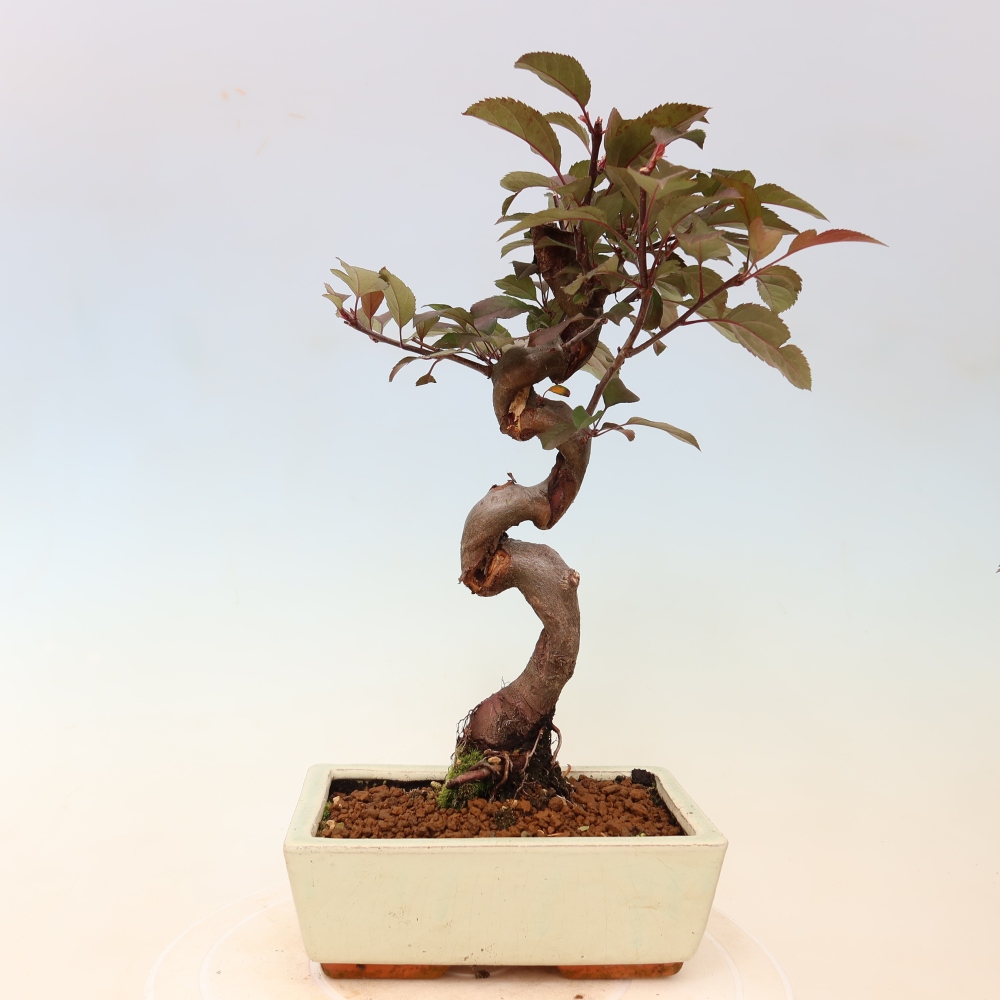 Venkovní bonsai -Malus domestica - Maloplodá jabloň červenolistá