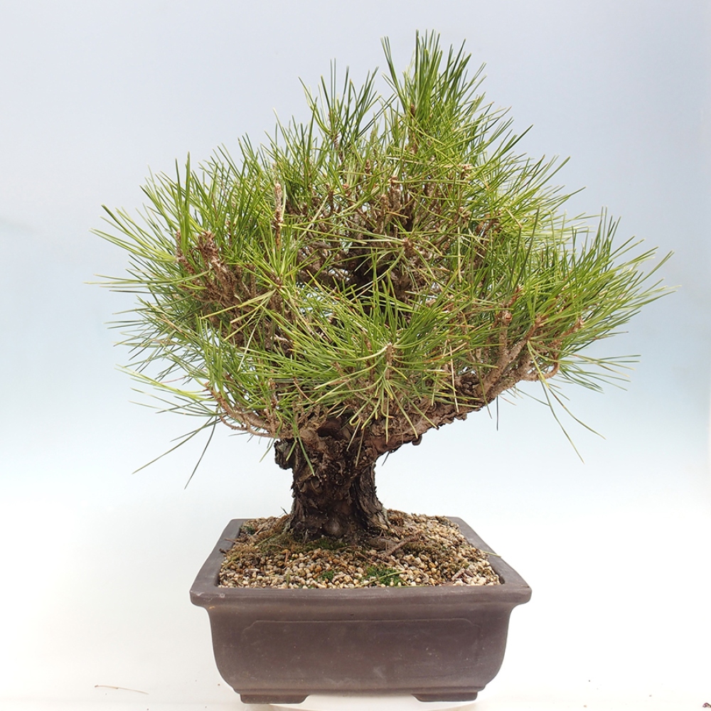 Venkovní bonsai - Pinus thunbergii - Borovice thunbergova