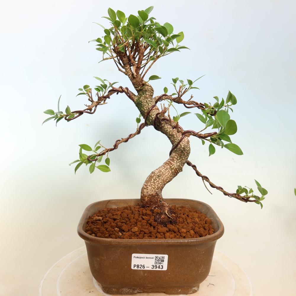 Pokojová bonsai - Ficus kimmen -  malolistý fíkus