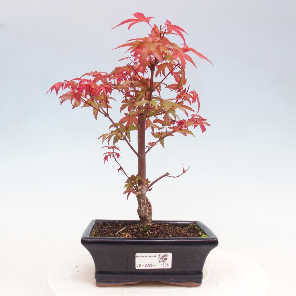 Venkovní bonsai - Javor dlanitolistý - Acer palmatum DESHOJO