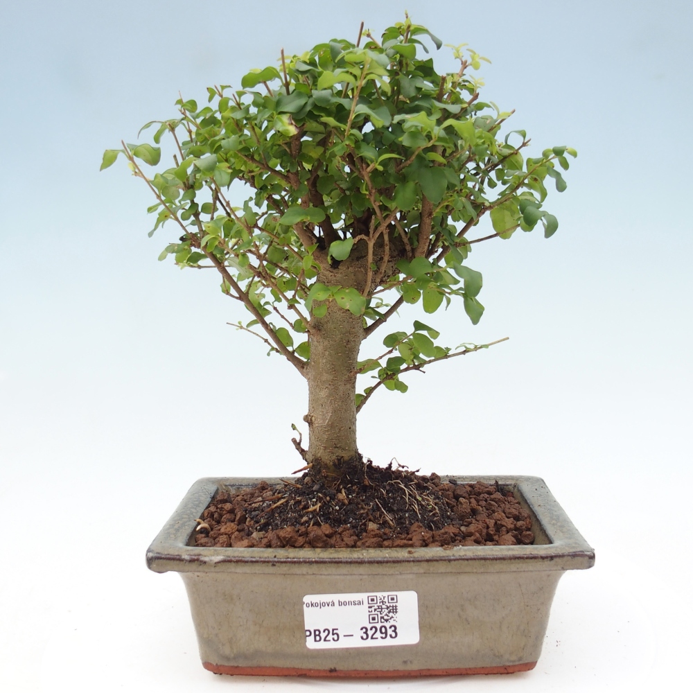 Pokojová bonsai -Ligustrum chinensis - Ptačí zob